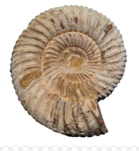 \"Ammonite-
